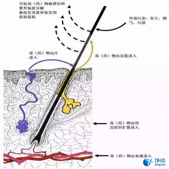  毛發(fā)毒品檢測(cè)儀檢測(cè)腿毛竟可以測(cè)出吸毒?做了全身脫毛也可以？